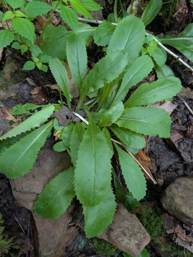 Micranthes micranthidifolia