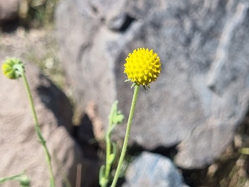 Helenium aromaticum