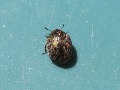 Cytilus sericeus