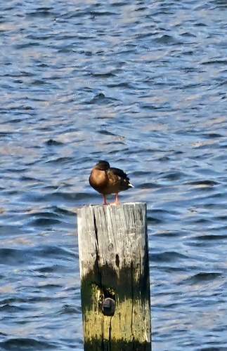 iNaturalist image