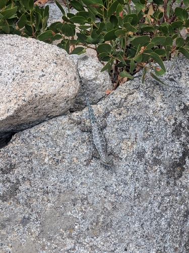 iNaturalist observation photo of Common Sagebrush Lizard