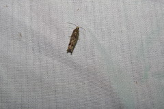 Gretchena concubitana