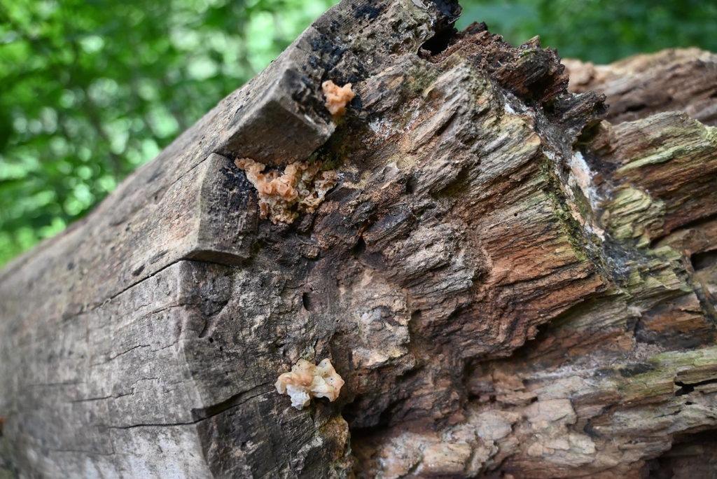 Protohydnum pululahuanum · July 2026 · photo: Photo: (c) Edward Hellerman, some rights reserved (CC BY) · iNaturalist