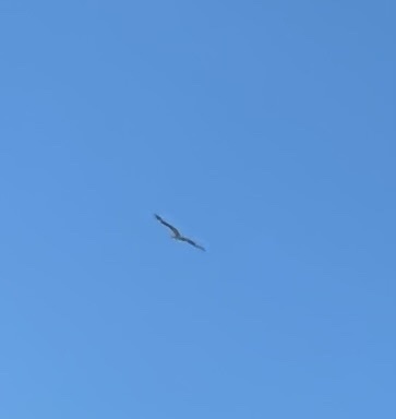 iNaturalist: (c) Douglas Wiebe, some rights reserved (CC BY-NC), uploaded by Douglas Wiebe iNaturalist image