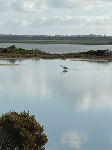 iNaturalist image