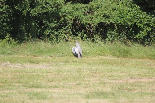 iNaturalist image