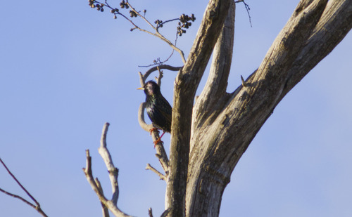 European Starling