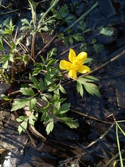 Ranunculus hispidus nitidus