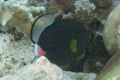 Melichthys vidua