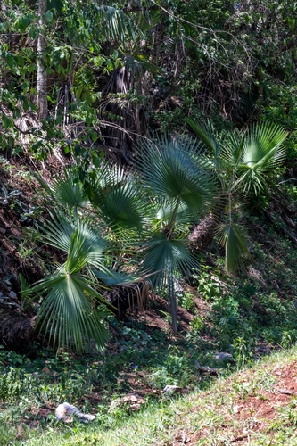 Brahea dulcis
