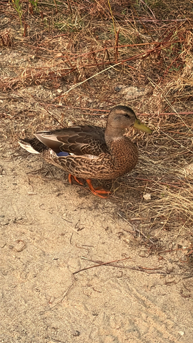 iNaturalist image