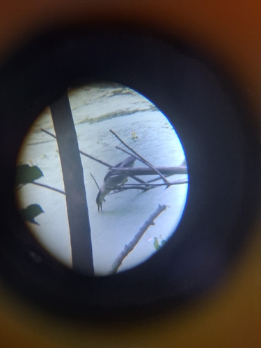 iNaturalist image