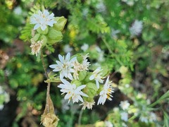 Moscharia pinnatifida