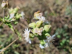 Moscharia pinnatifida, photograph (c) Cesar Ormazabal, some rights reserved (CC BY)