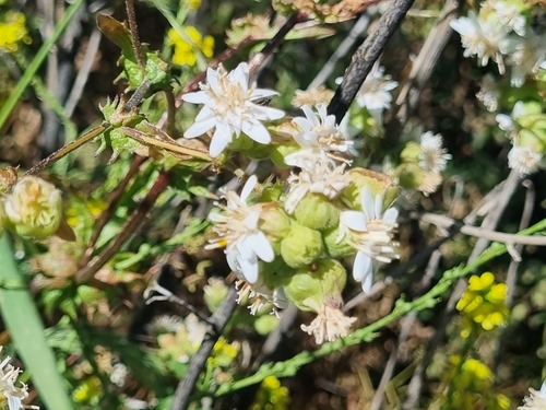 Moscharia pinnatifida, photograph 2