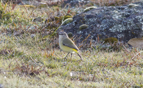 Yellow-rumped Thornbill