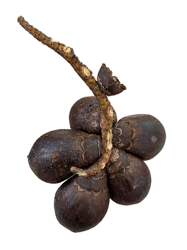 Bactris major