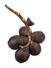 Bactris major