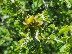 Porlieria chilensis