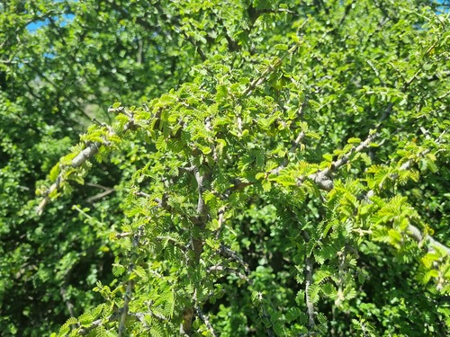 Porlieria chilensis, photograph 1