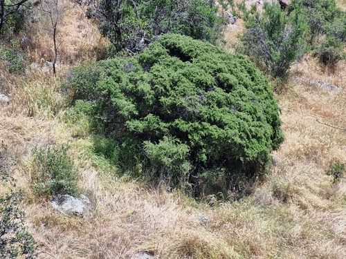 Porlieria chilensis, photograph 2