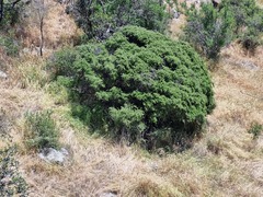 Porlieria chilensis, photograph (c) Cesar Ormazabal, some rights reserved (CC BY)