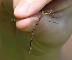 Lestes australis
