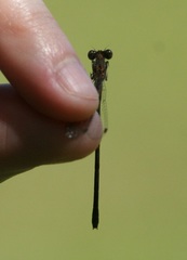 Lestes australis