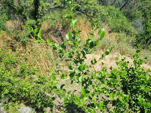 Quillaja saponaria