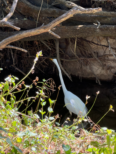 iNaturalist image