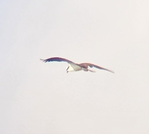 iNaturalist image
