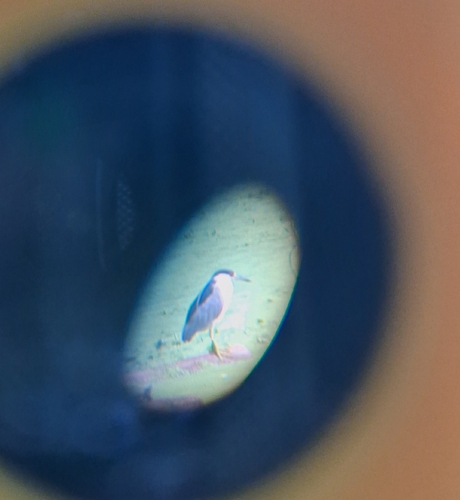 iNaturalist: (c) Jose Ortigoza, some rights reserved (CC BY-NC), uploaded by Jose Ortigoza iNaturalist image