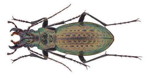 Carabus taibaishanicus