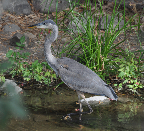 iNaturalist image