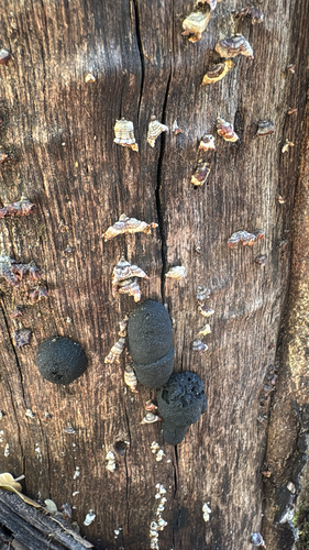 iNaturalist observation photo of Cramp Balls