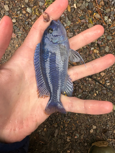 Cobalt blue zebra (Maylandia callainos) — Cichlidae — 2