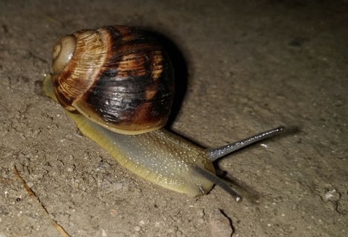 Helix albescens