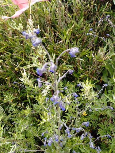 Cynoglossum alpestre (Cynoglossum alpestre)