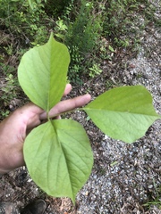 Lackeya multiflora