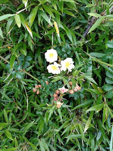 Rosa transmorrisonensis, photograph 2