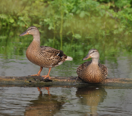 iNaturalist: (c) jakefnorman, some rights reserved (CC BY-NC) iNaturalist image