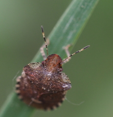 Dyroderes umbraculatus