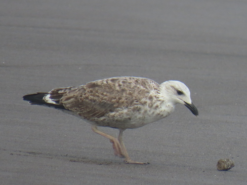 iNaturalist image