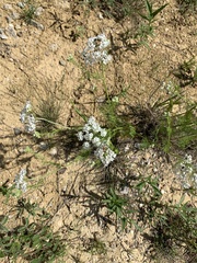 Bifora