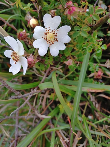 Rosa transmorrisonensis