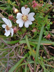 Rosa transmorrisonensis