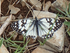 Melanargia occitanica