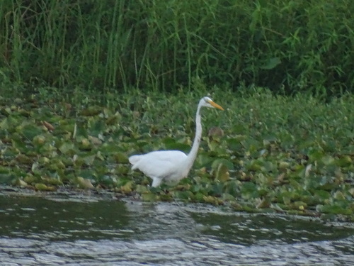 iNaturalist image