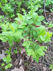 Vaccinium myrtillus