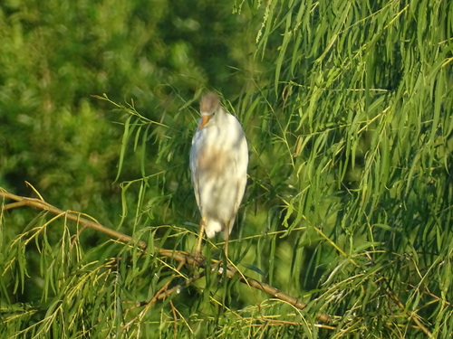 iNaturalist image